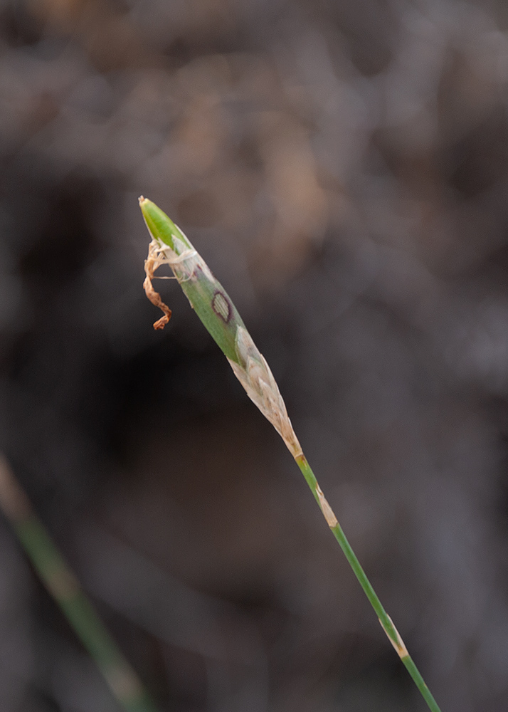 Изображение особи род Dianthus.