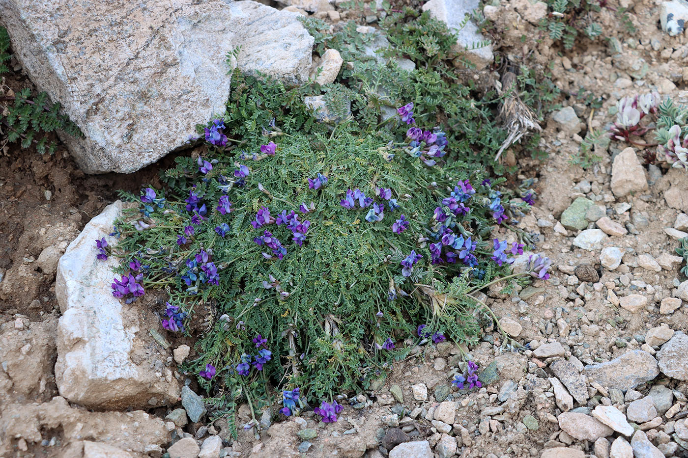 Image of Oxytropis savellanica specimen.