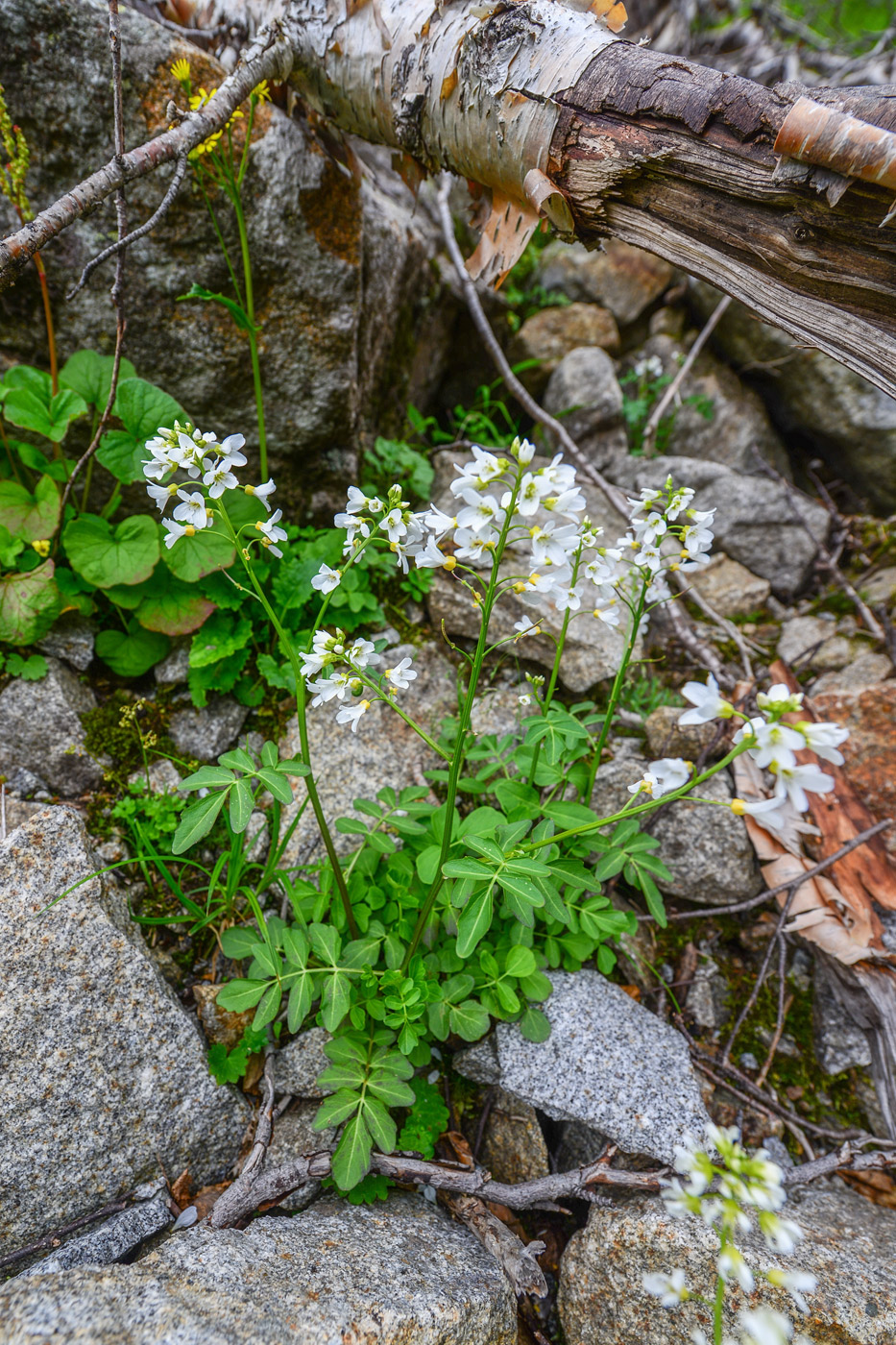 Image of genus Cardamine specimen.