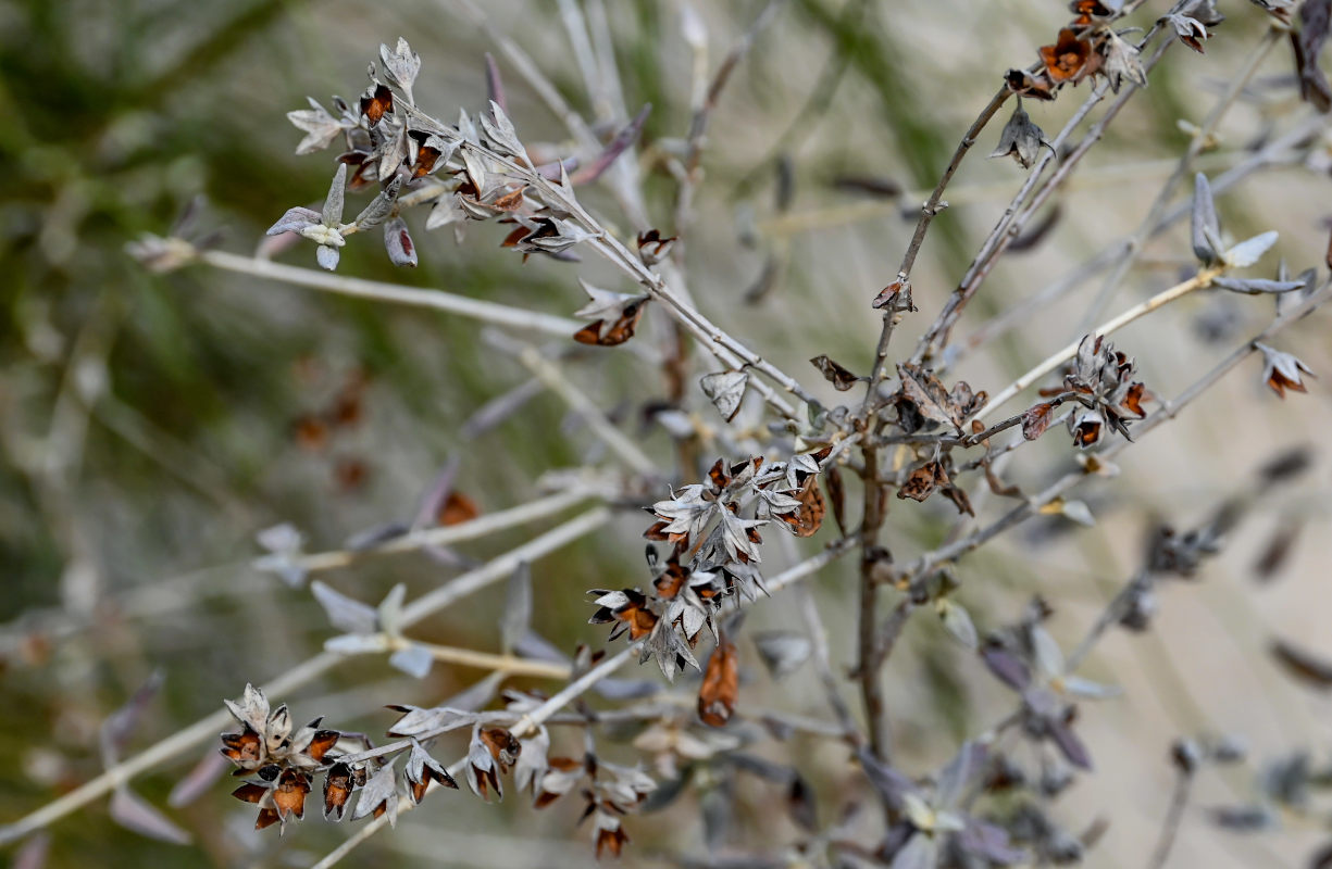 Изображение особи Teucrium fruticans.
