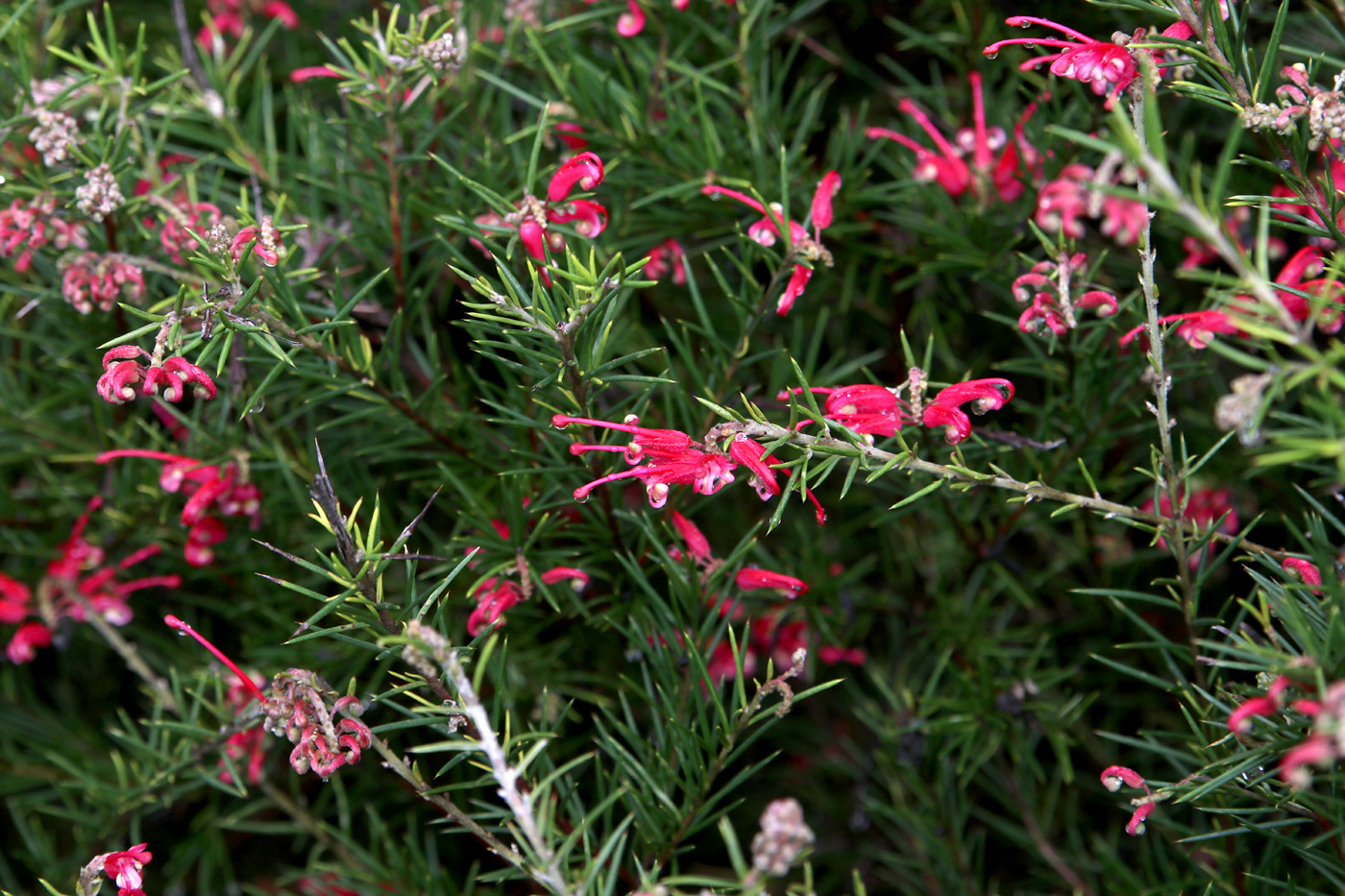 Image of Grevillea rosmarinifolia specimen.
