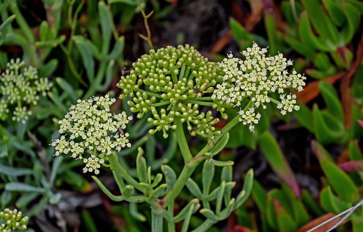 Изображение особи Crithmum maritimum.