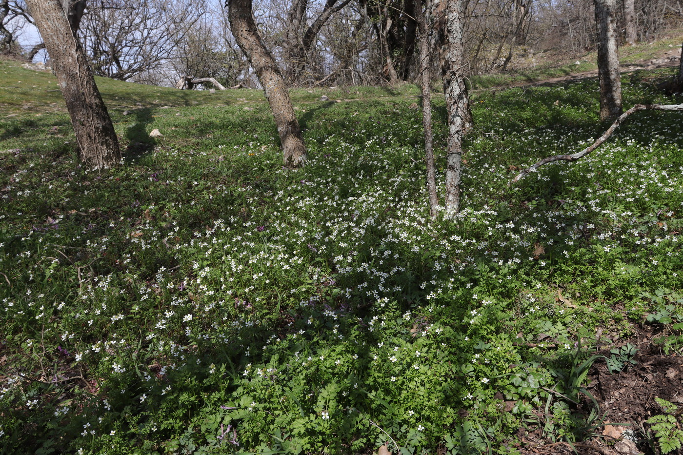 Изображение особи Cardamine graeca.
