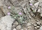 Cousinia outichaschensis