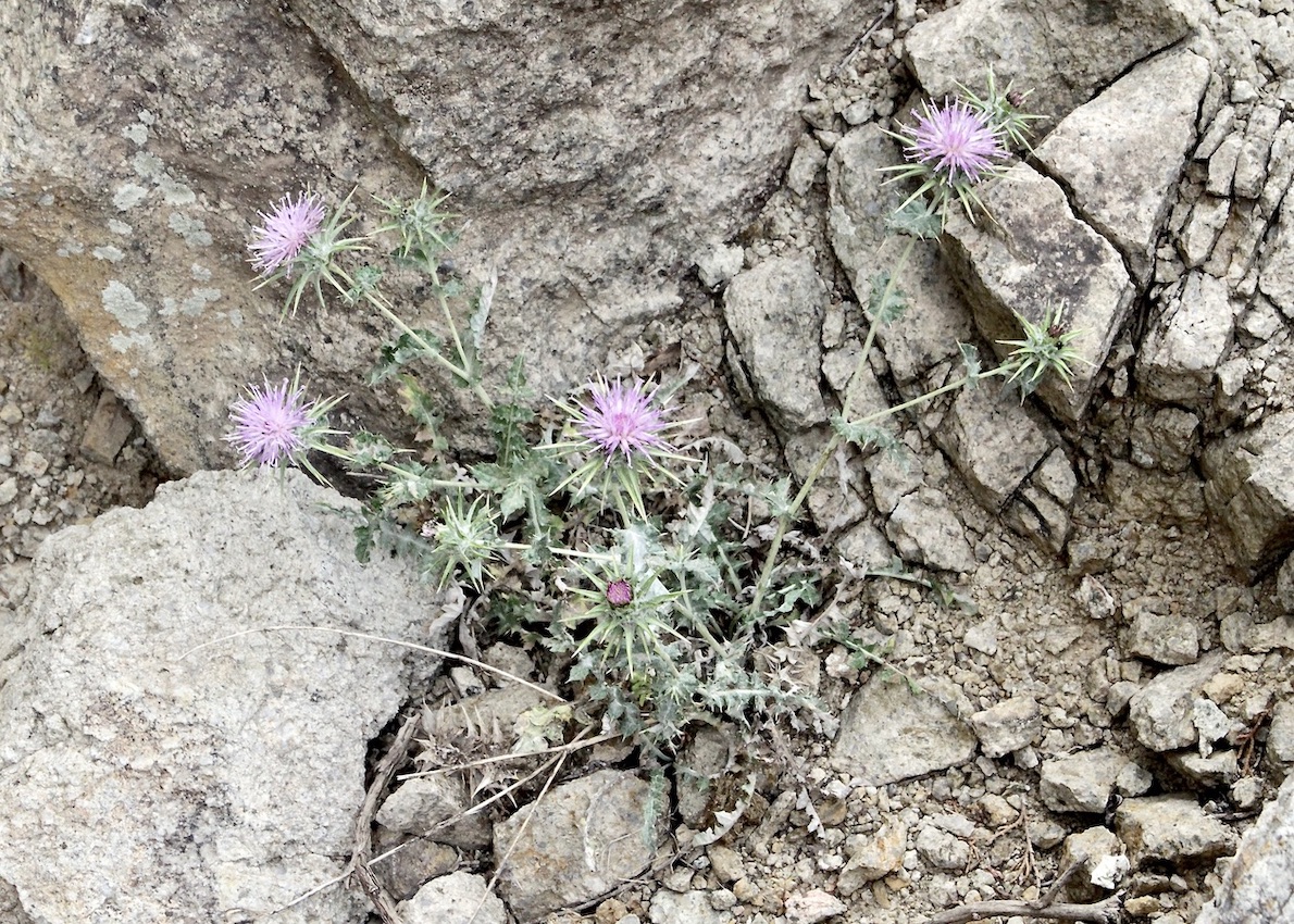 Image of Cousinia outichaschensis specimen.