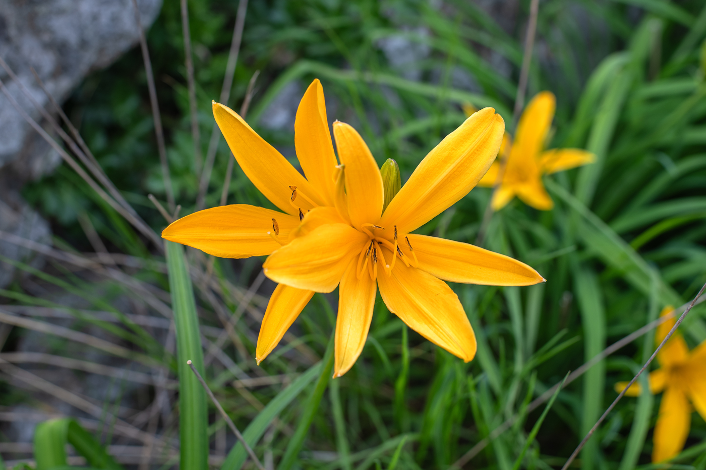 Image of Hemerocallis middendorffii specimen.