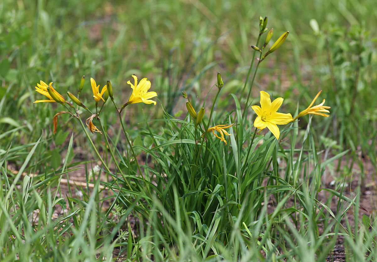 Image of Hemerocallis minor specimen.