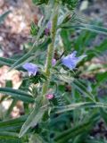 Echium vulgare. Часть побега с пазушными соцветиями. ЛНР, г. Северодонецк, сквер. 09.06.2026.