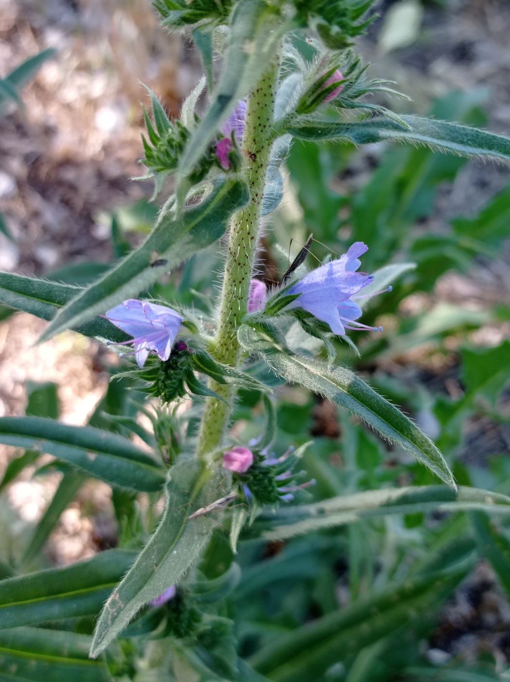 Image of Echium vulgare specimen.