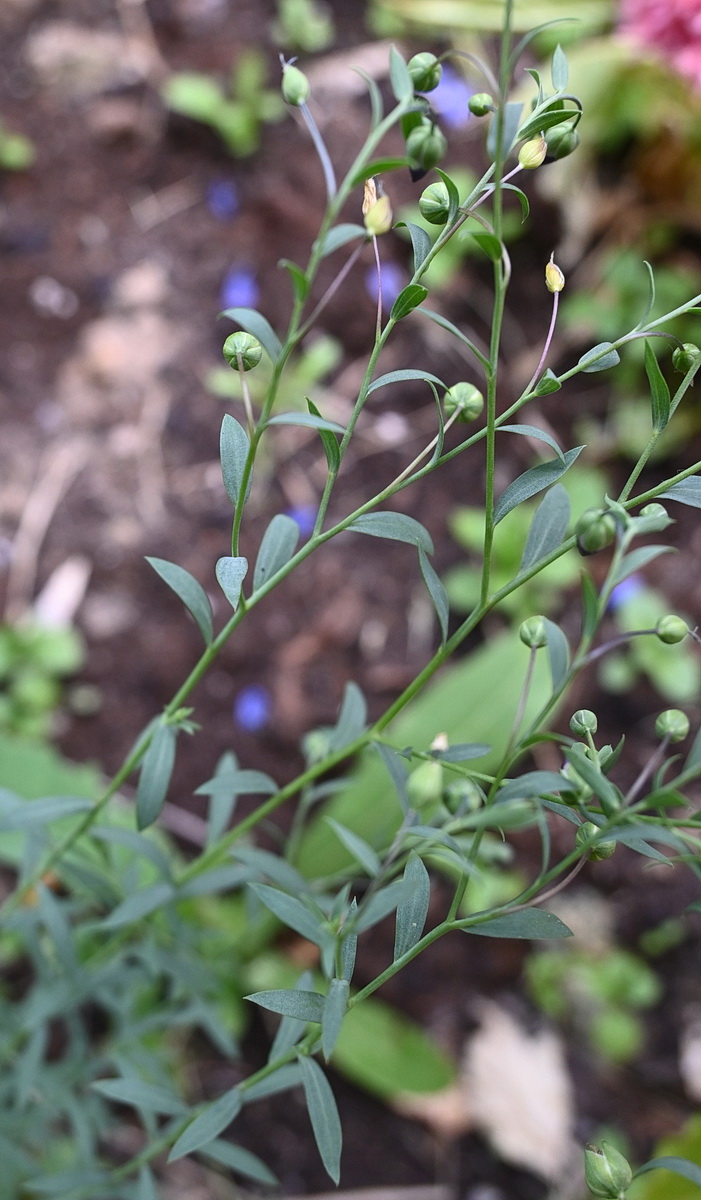 Изображение особи род Linum.