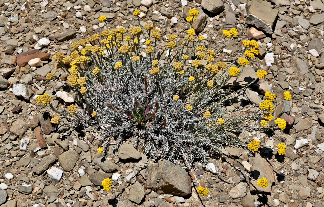 Image of Helichrysum stoechas specimen.