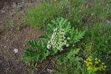 genus Heracleum. Цветущее растение. Грузия, край Самцхе-Джавахети, Ахалцихский муниципалитет, левый борт р. Цинубанисцкали, 1,5 км выше по течению от горячего источника Цинубани. 9 июня 2026 г.