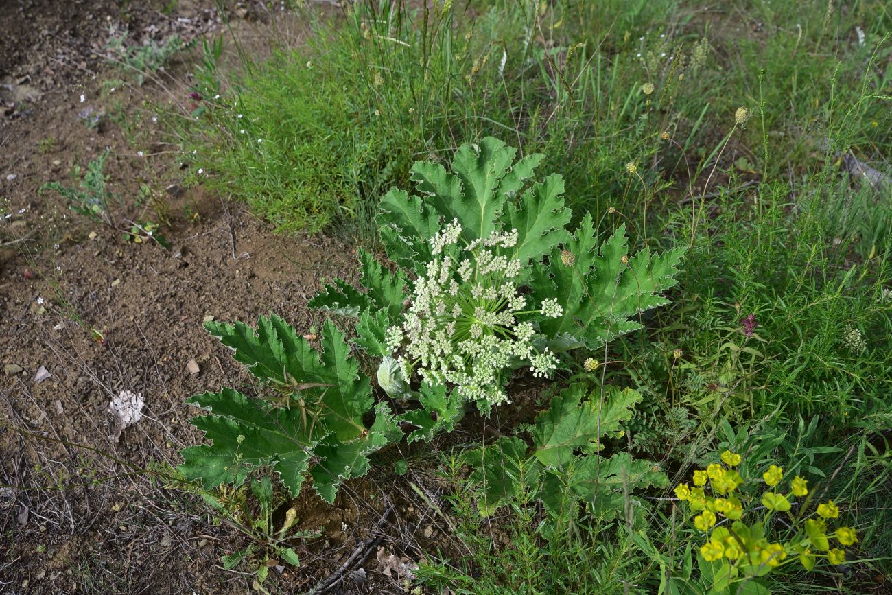 Image of genus Heracleum specimen.