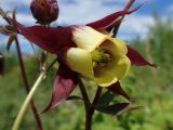 Aquilegia oxysepala