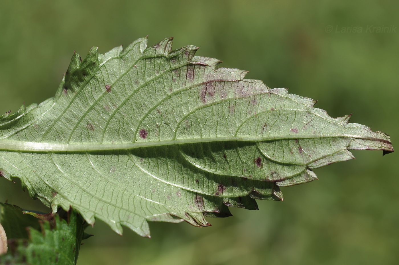 Image of Impatiens furcillata specimen.