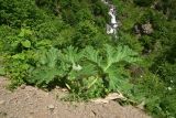 genus Heracleum. Вегетирующее растение. Турция, ил Артвин, правый борт ущелья р. Копрусу, напротив монастыря Парехи, хвойный лес (Picea orientalis), обочина дороги. 25.04.2019.