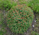 genus Rhodiola. Цветущее растение. Архангельская обл., о. Большой Соловецкий, Соловецкий ботанический сад. 09.06.2026.