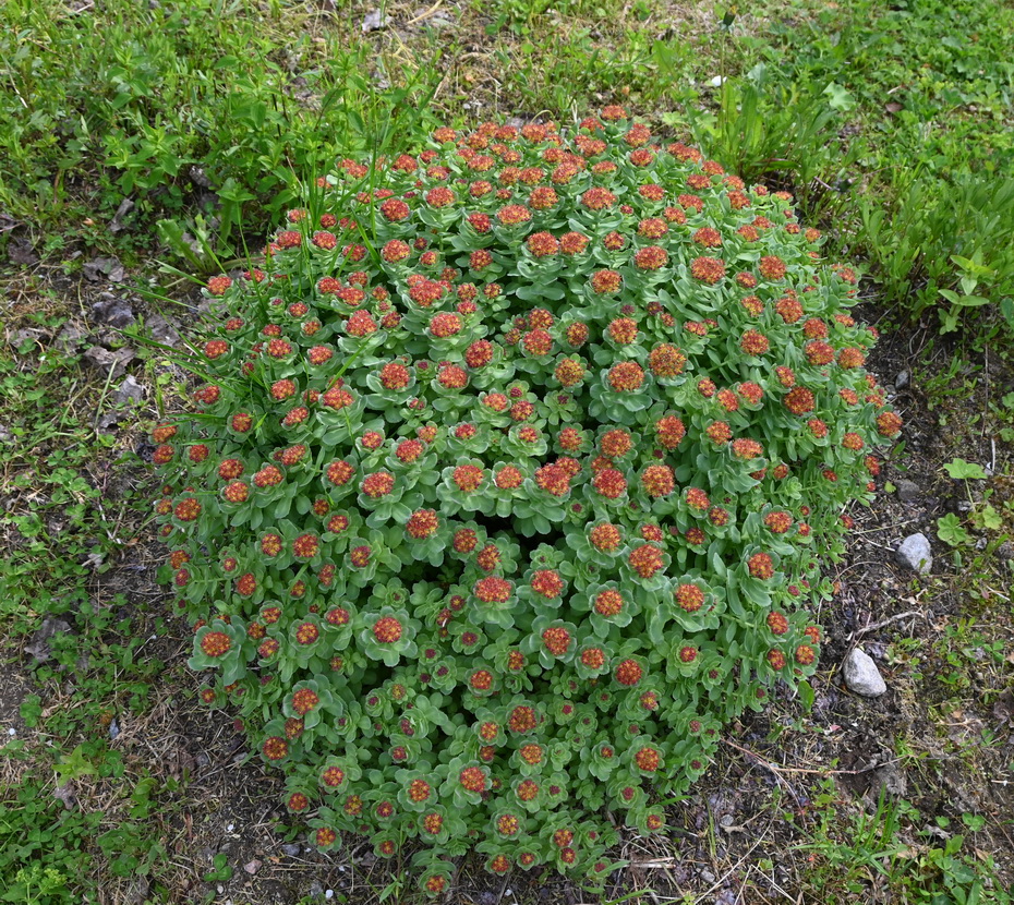 Image of genus Rhodiola specimen.
