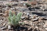 Oxytropis tachtensis. Цветущее растение. Узбекистан, Джизакская обл., хр. Нуратау, гора Койташ, басс. р. Нарвансая, верховья Нарвансая, окр. урочища Саритал., ок. 1560 м н.у.м. 14.05.2025.