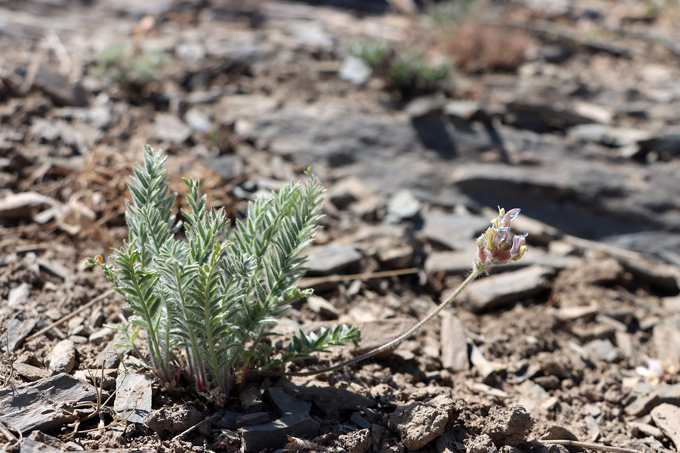 Image of Oxytropis tachtensis specimen.