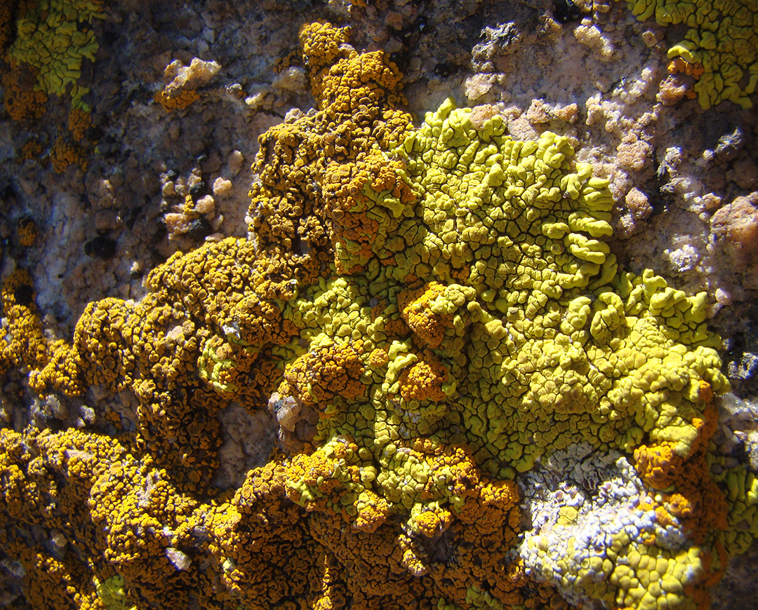 Image of division Ascomycota specimen.