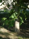 Juglans regia. Побег и основание ствола. Республика Молдова, муниципалитет Кишинёв, г. Кодру, окраина заброшенного яблоневого сада. 29 июля 2026 г.