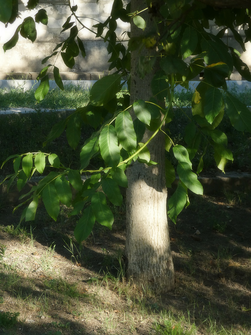 Image of Juglans regia specimen.