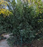 Taxus baccata