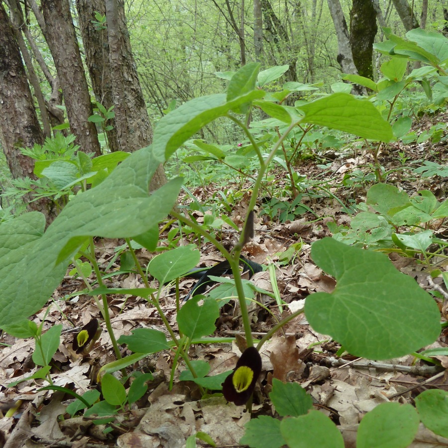 Изображение особи Aristolochia steupii.