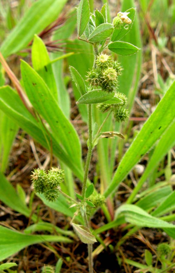 Image of Medicago minima specimen.