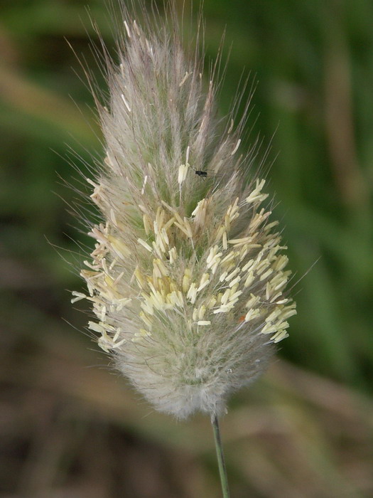 Image of Lagurus ovatus specimen.