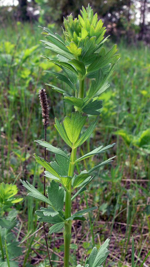 Image of Thalictrum simplex specimen.