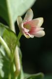 Schisandra chinensis