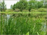 Eleocharis palustris