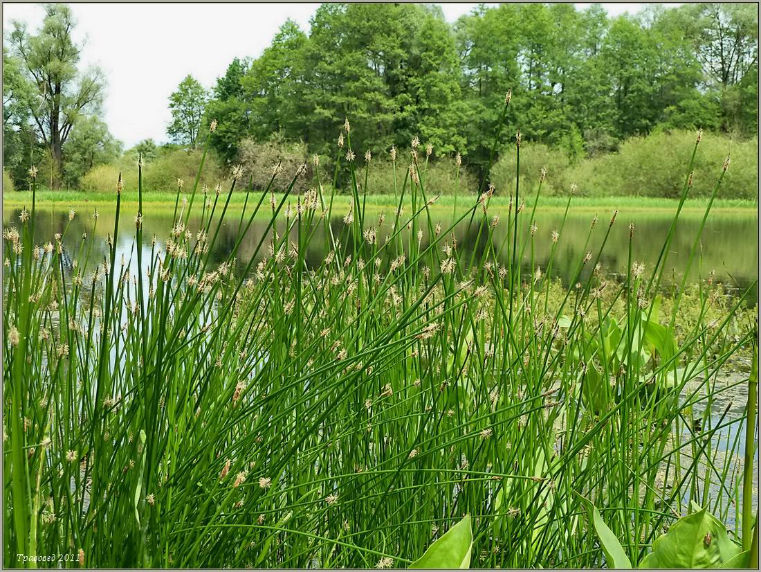 Изображение особи Eleocharis palustris.