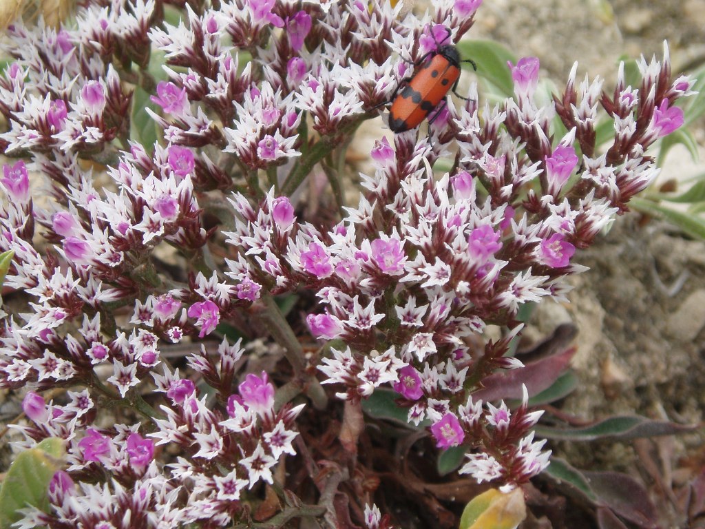 Image of Goniolimon orae-syvashicae specimen.