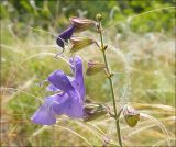 Salvia ringens. Соцветие. Черноморское побережье Кавказа, Новороссийск, у мыса Шесхарис, можжевеловое редколесье. 29 мая 2010 г.