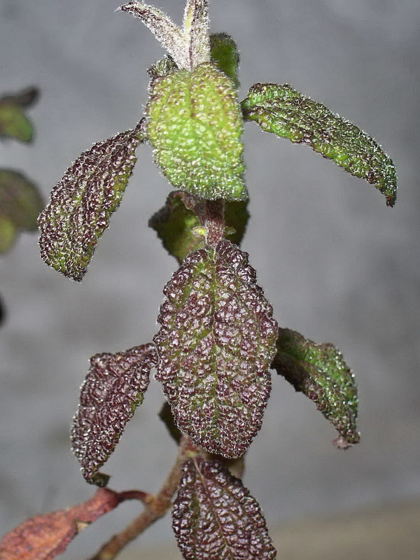 Изображение особи Cistus salviifolius.