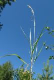 Calamagrostis phragmitoides