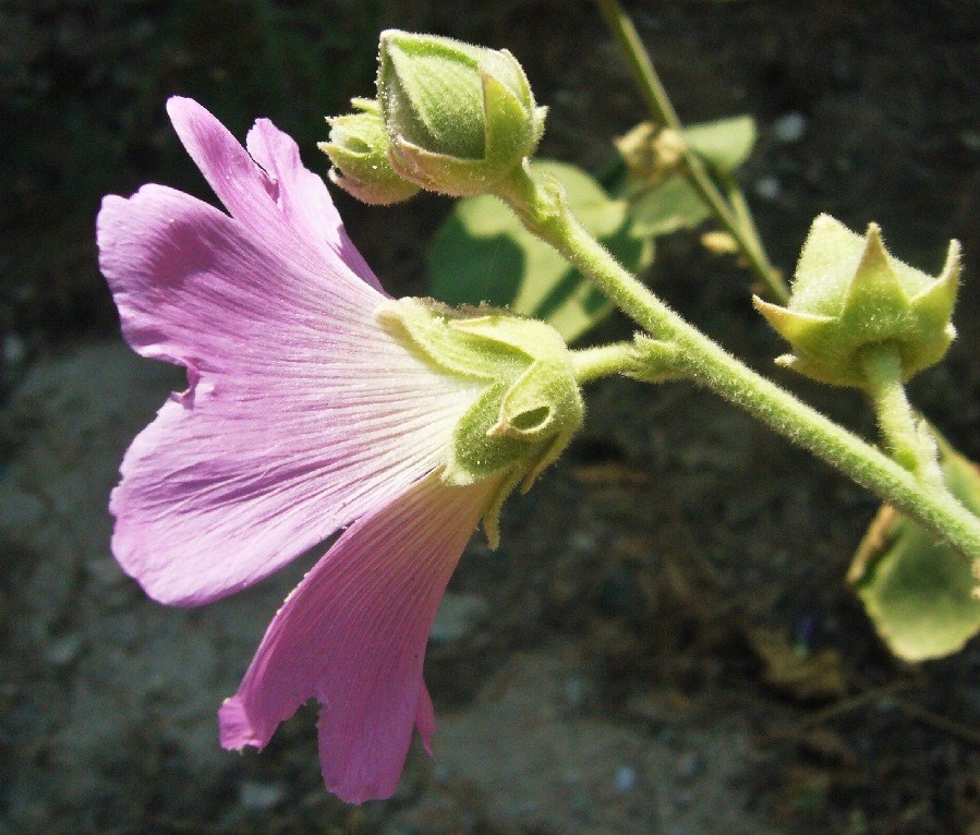 Image of Alcea rhyticarpa specimen.
