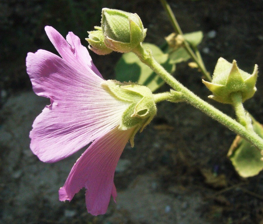 Изображение особи Alcea rhyticarpa.