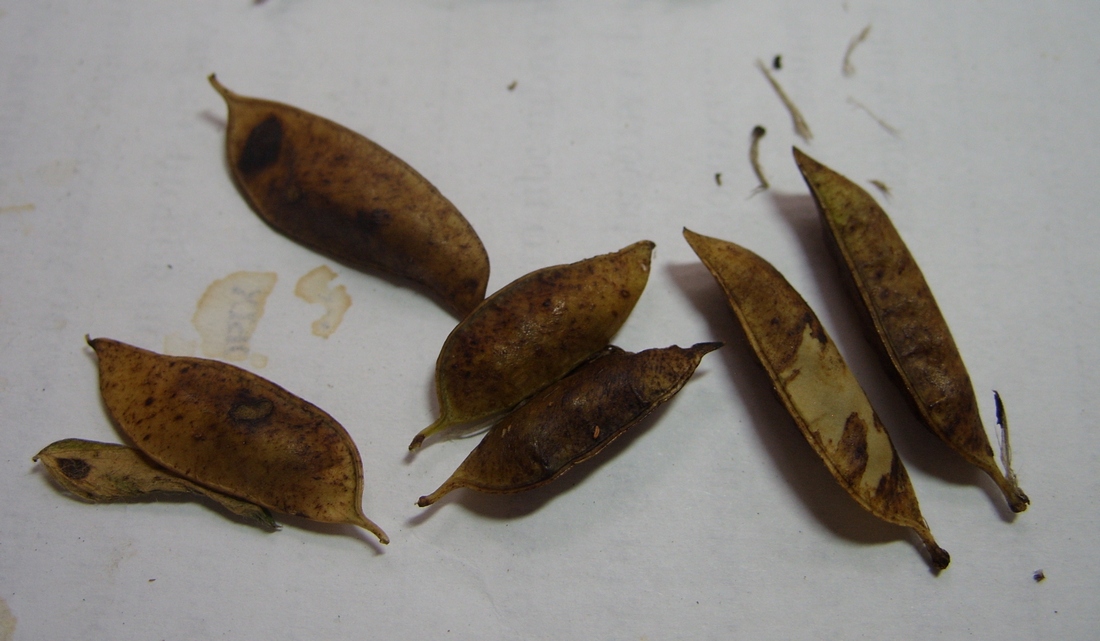 Image of Vicia villosa specimen.