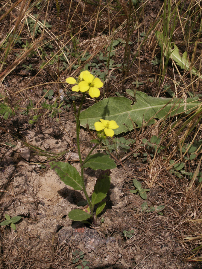 Image of Sinapis arvensis specimen.