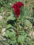 Celosia cristata