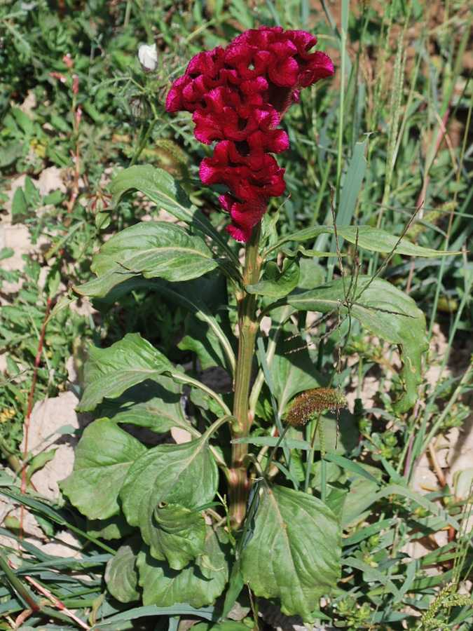 Изображение особи Celosia cristata.