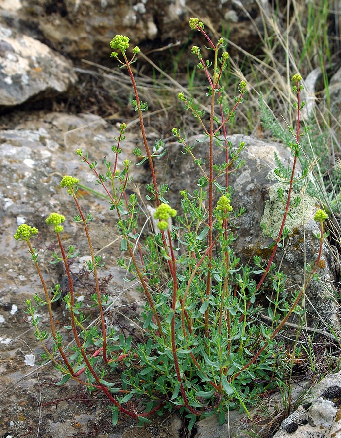 Image of Hypericum scabrum specimen.
