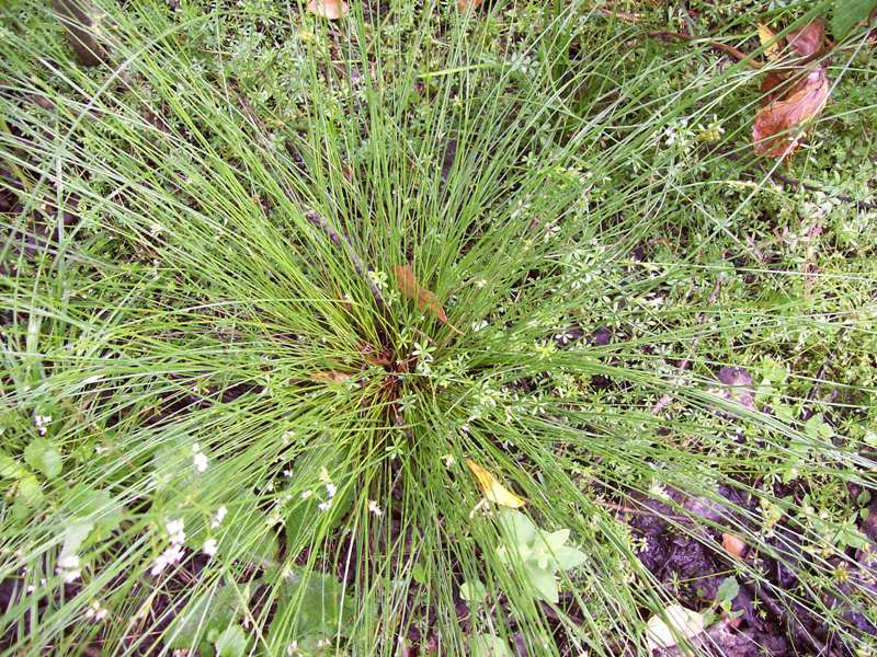 Image of Juncus filiformis specimen.