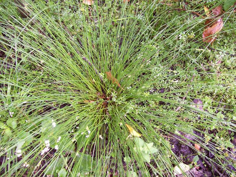 Изображение особи Juncus filiformis.