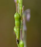 Erucaria hispanica