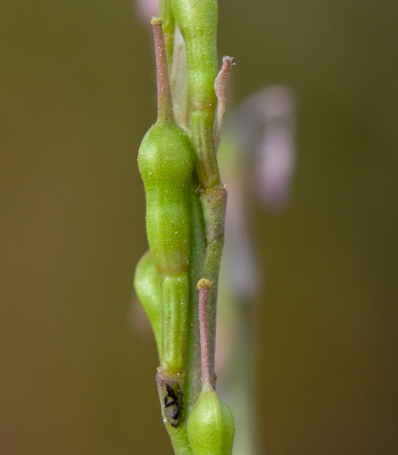 Изображение особи Erucaria hispanica.